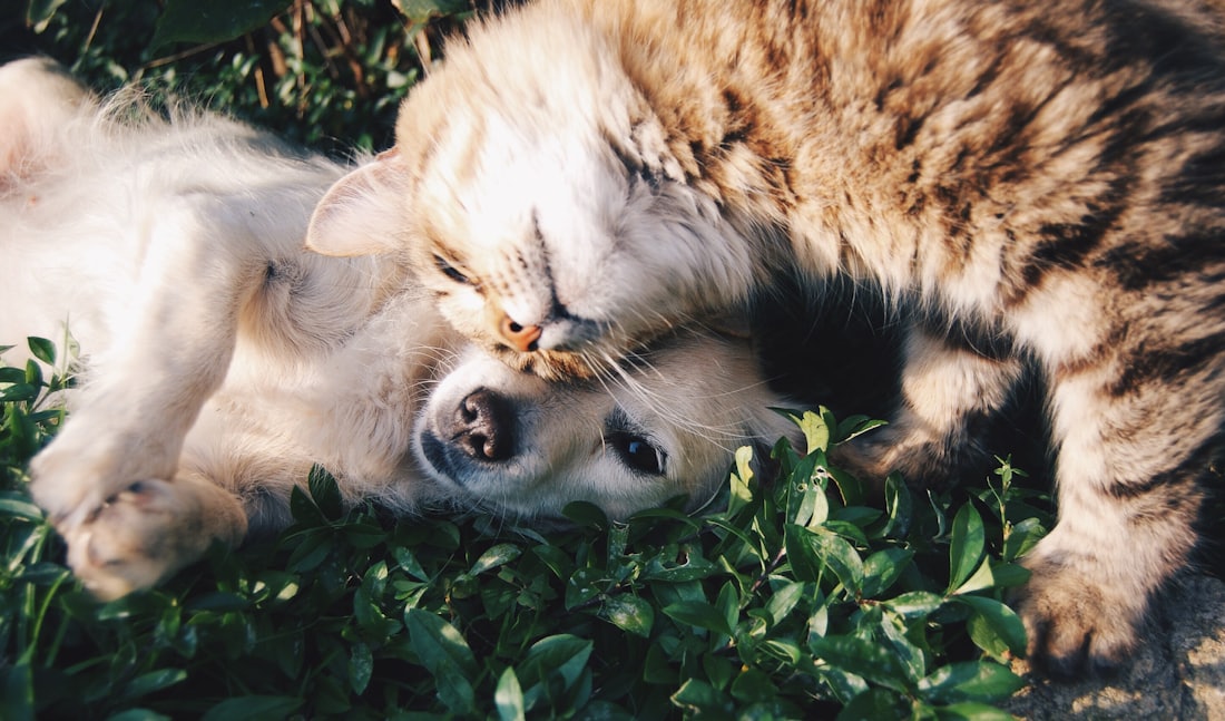 Pets atendidos na clínica 3