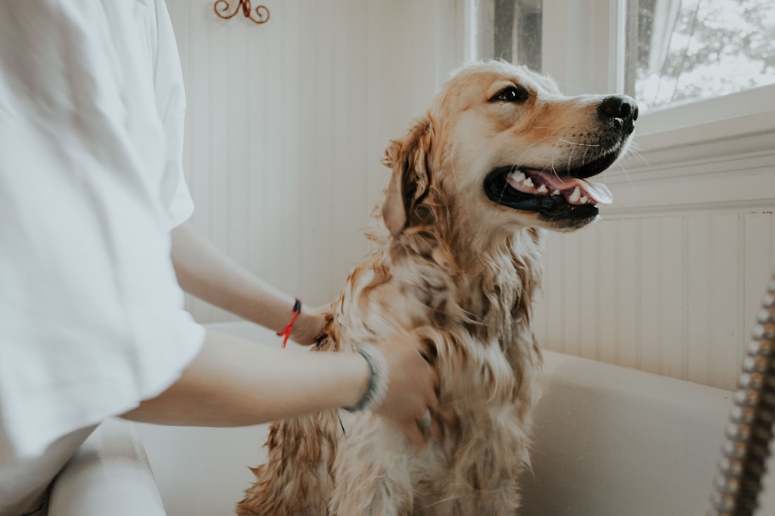 Veterinária examinando um cachorro
