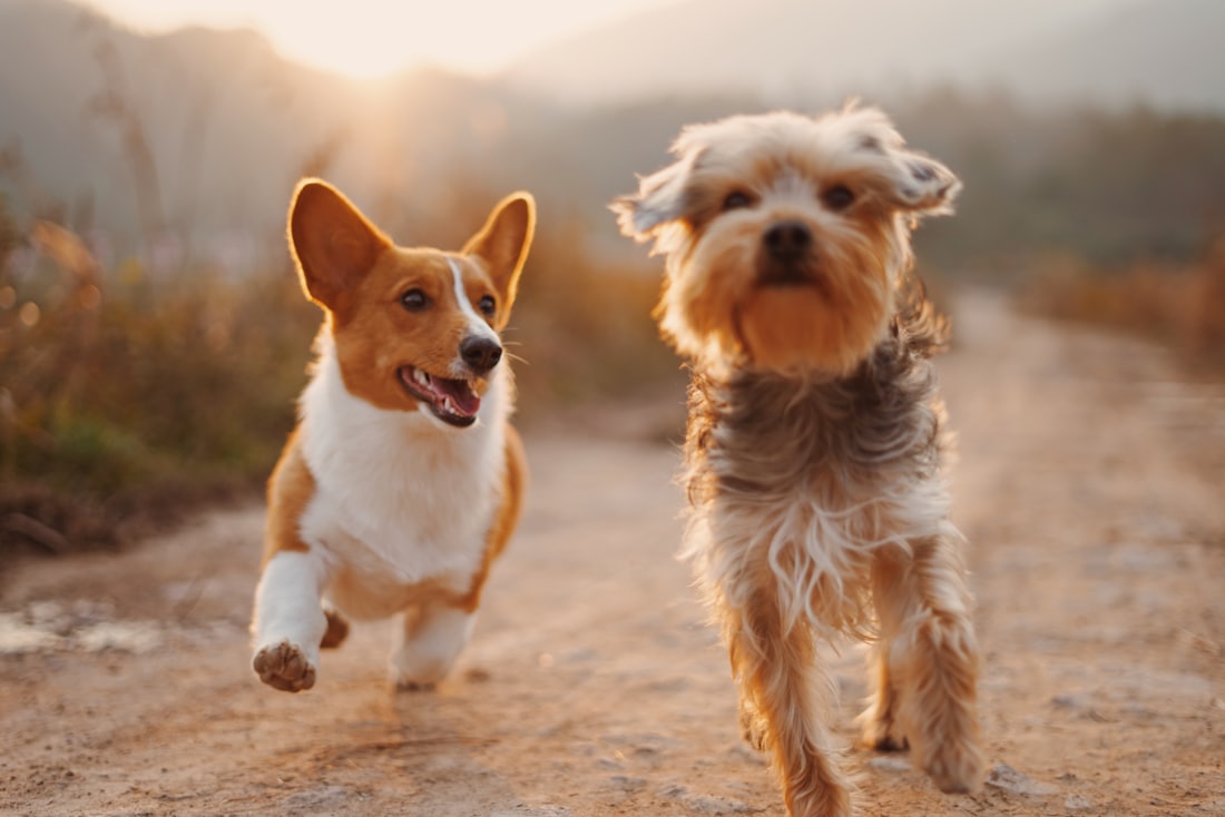 Pets atendidos na clínica 2